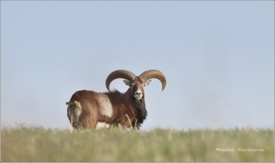 <p>MUFLON (Ovis musimon) Šluknovsko - Valdek /Mouflon - Mufflon/ </p>